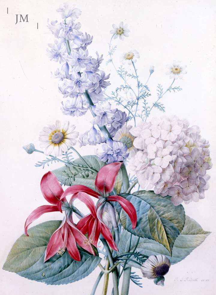 Hortensia, jacinthe, lis saint-jacques et chryanthemes